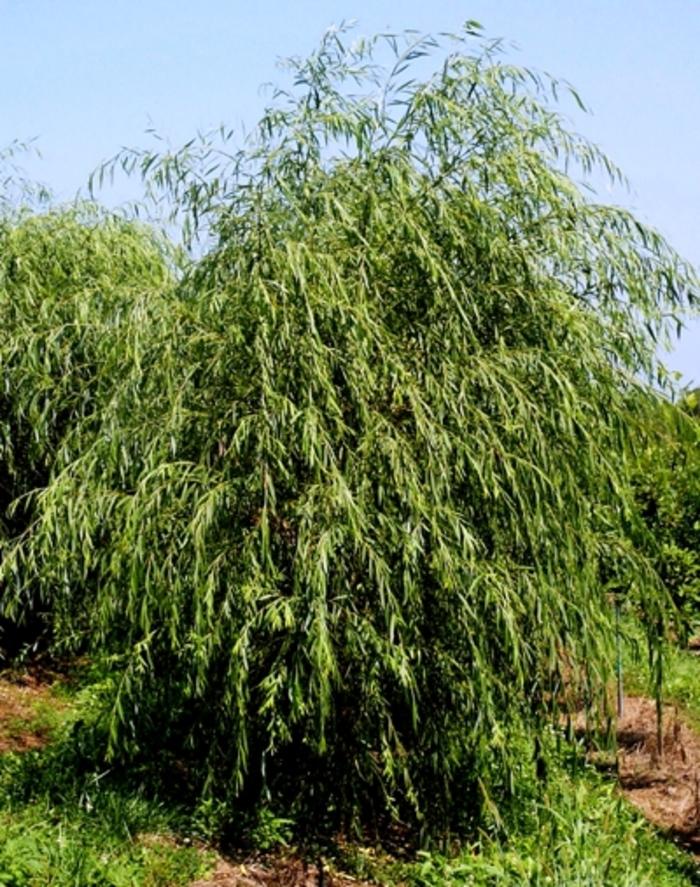 Golden Weeping Willow - LandscapeDirect
