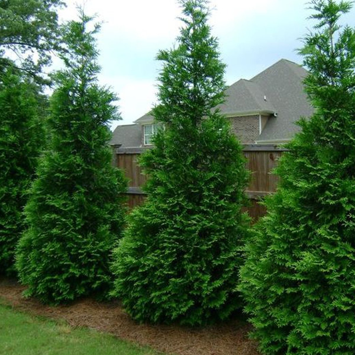 Green Giant Cedar - LandscapeDirect