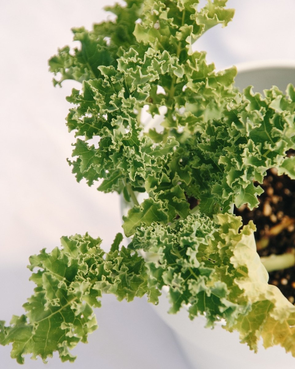 Green Kale - LandscapeDirect