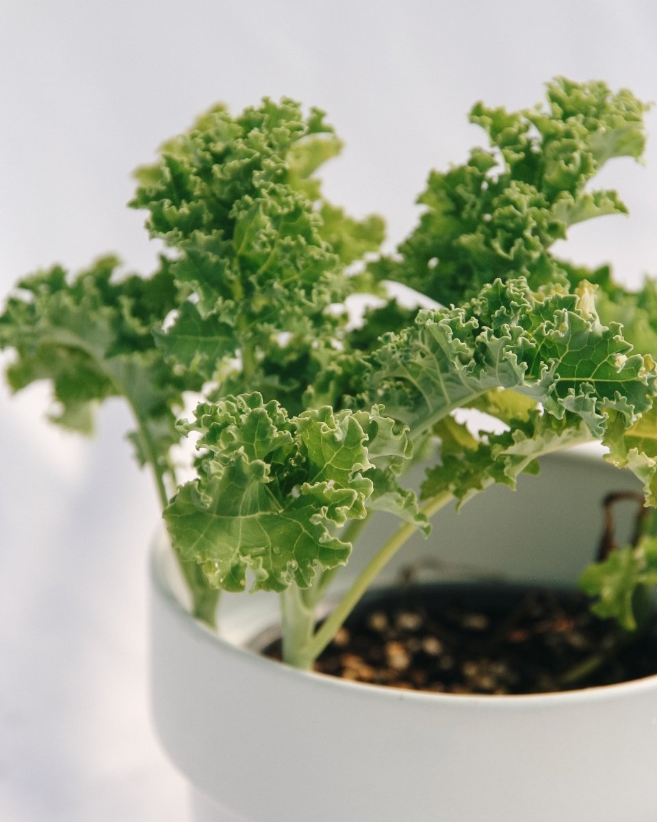 Green Kale - LandscapeDirect