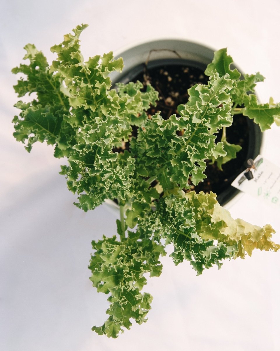 Green Kale - LandscapeDirect