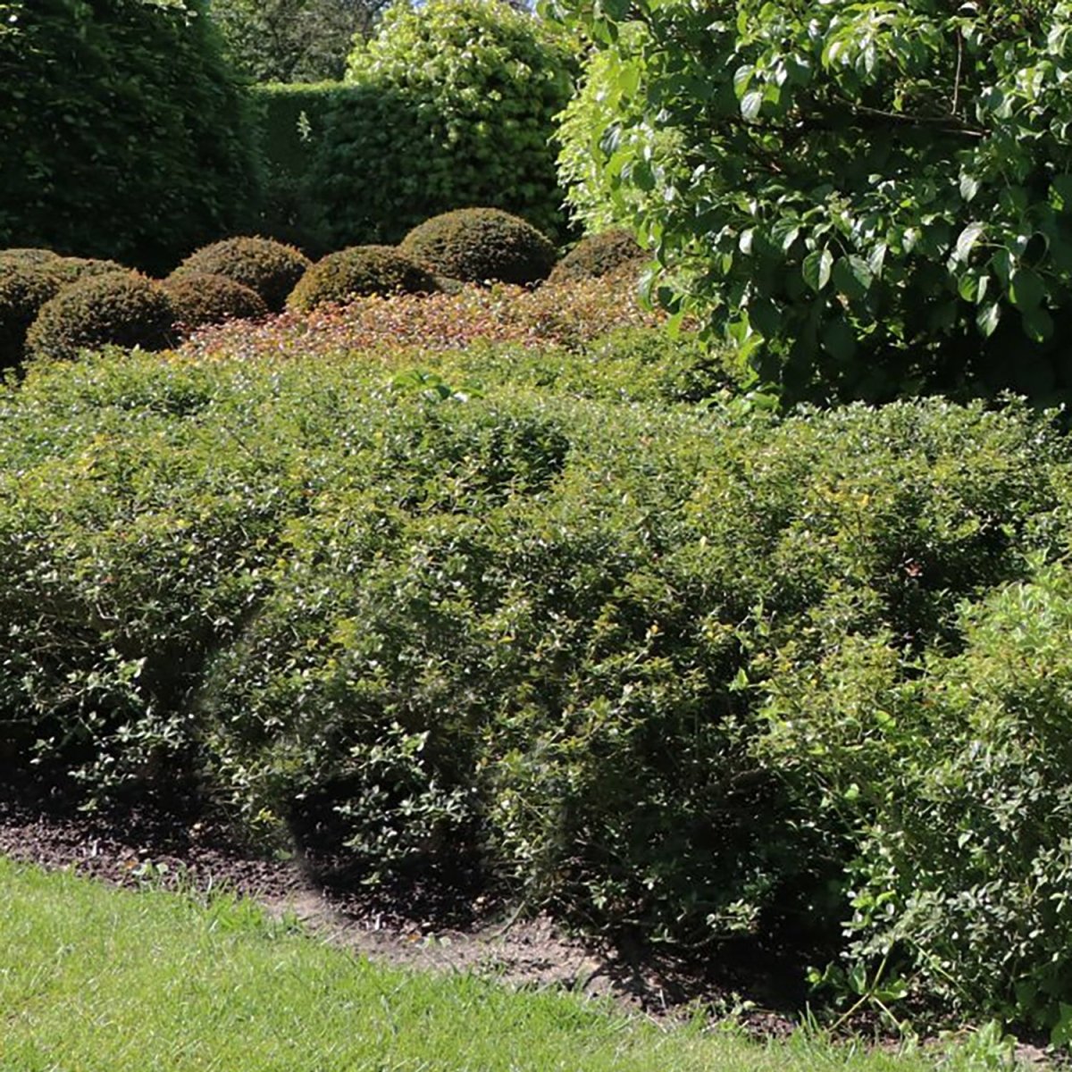 Green Lustre Japanese Holly – LandscapeDirect
