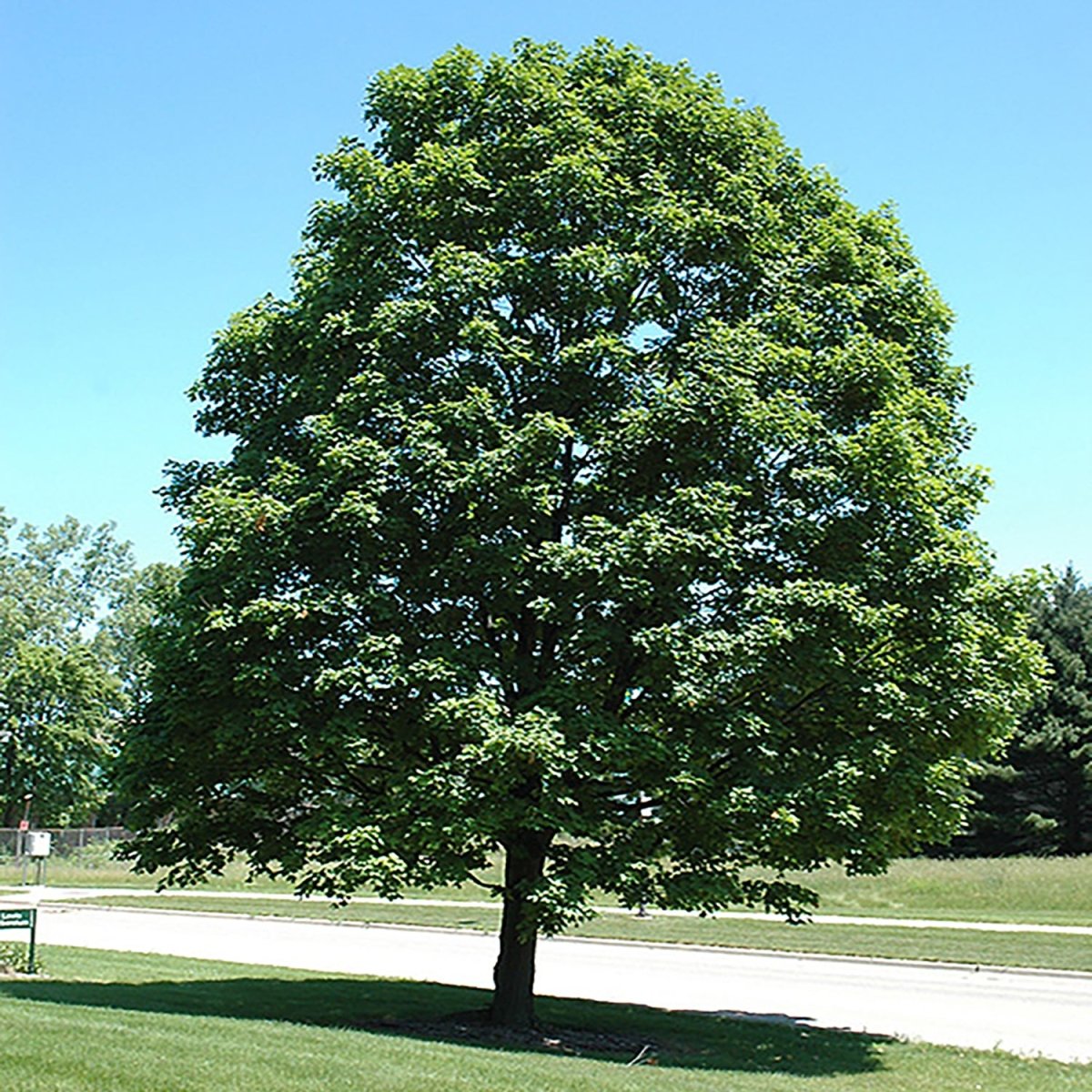 Green Mountain Sugar Maple - LandscapeDirect