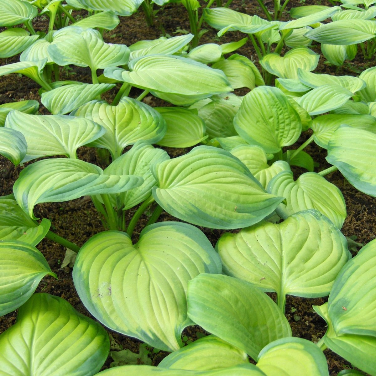 Guacamole Hosta - LandscapeDirect