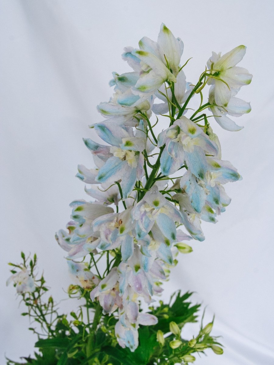 Guardian Lavender Larkspur - LandscapeDirect