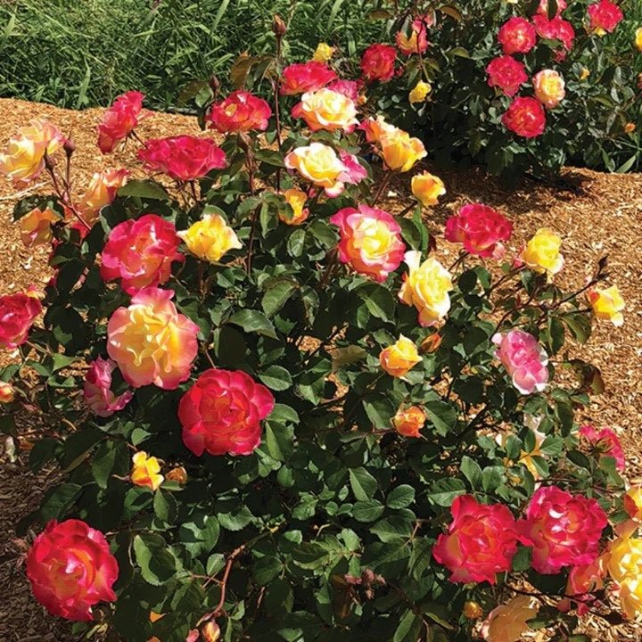 Gumball Goody Rose, - LandscapeDirect