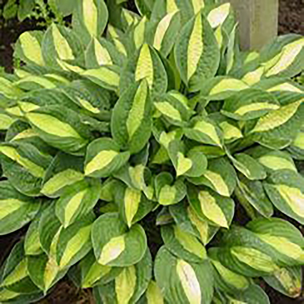 Gypsy Rose Hosta - LandscapeDirect