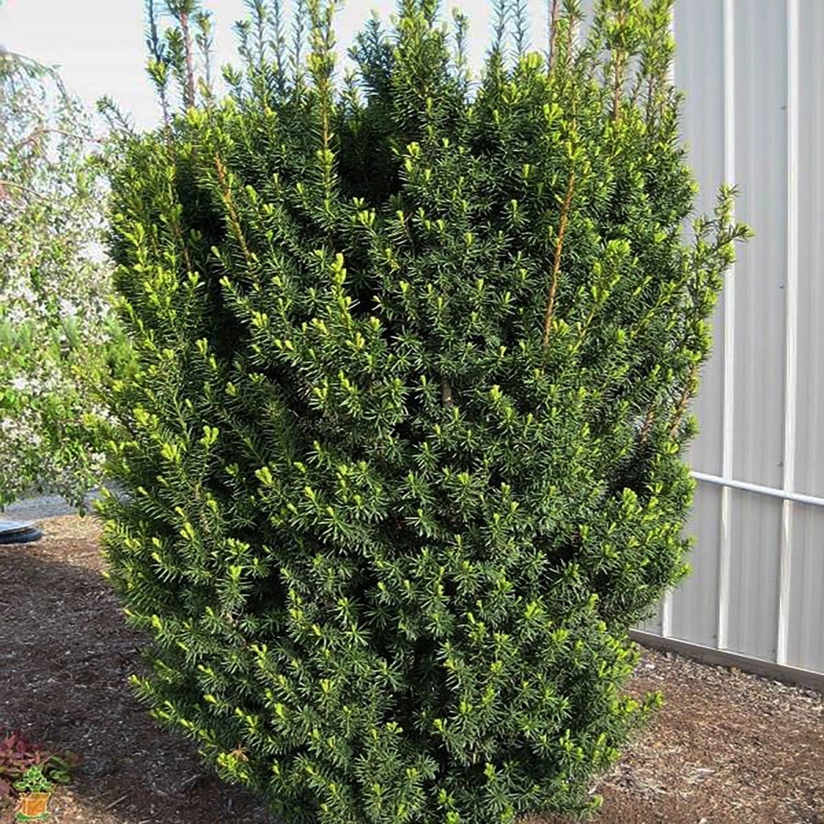 Hicks Hybrid Yew - LandscapeDirect