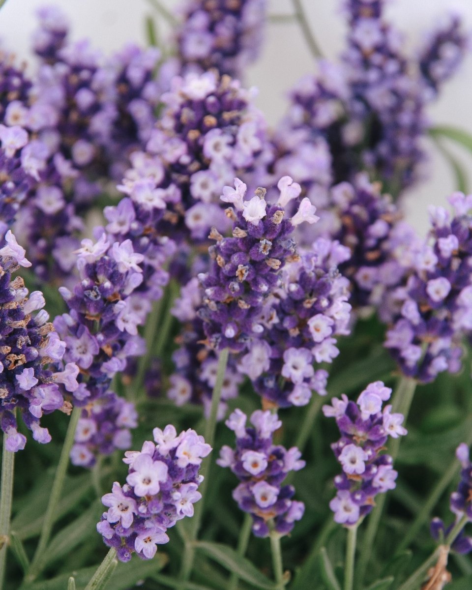 Hidcote Blue English Lavender - LandscapeDirect