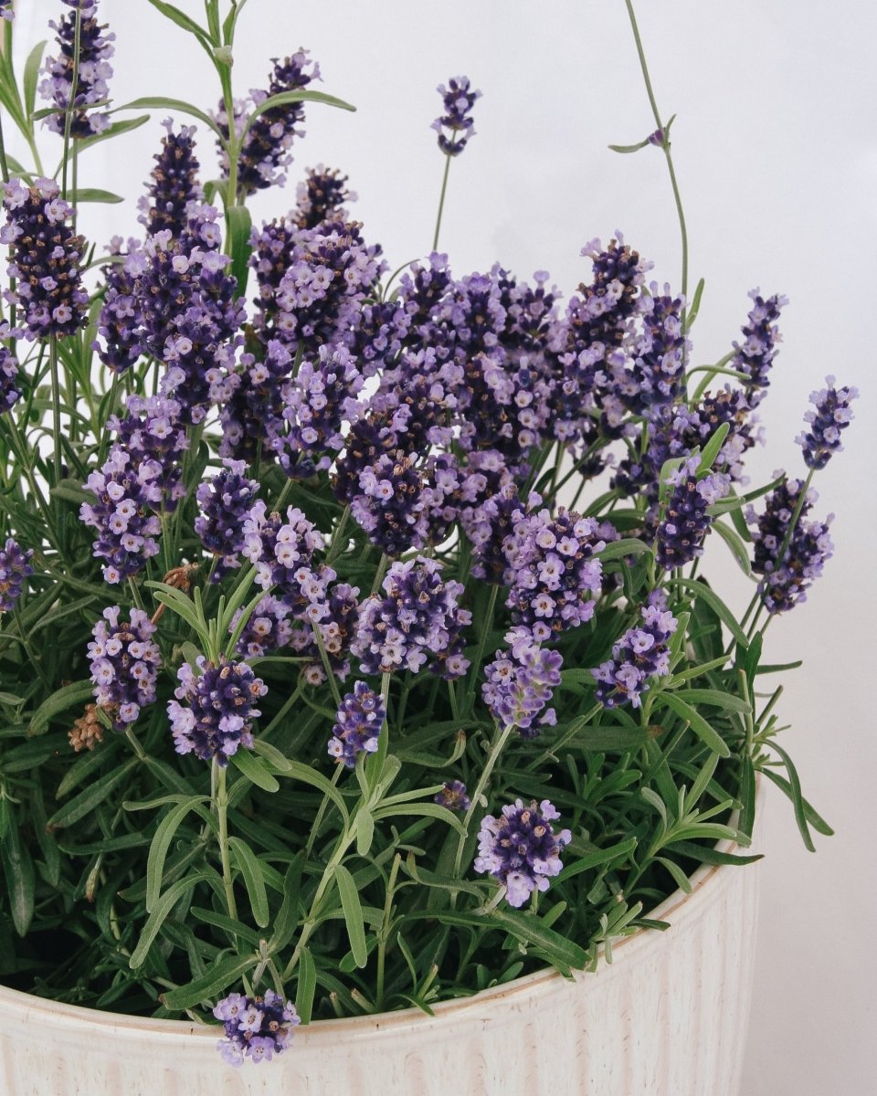 Hidcote Blue English Lavender - LandscapeDirect
