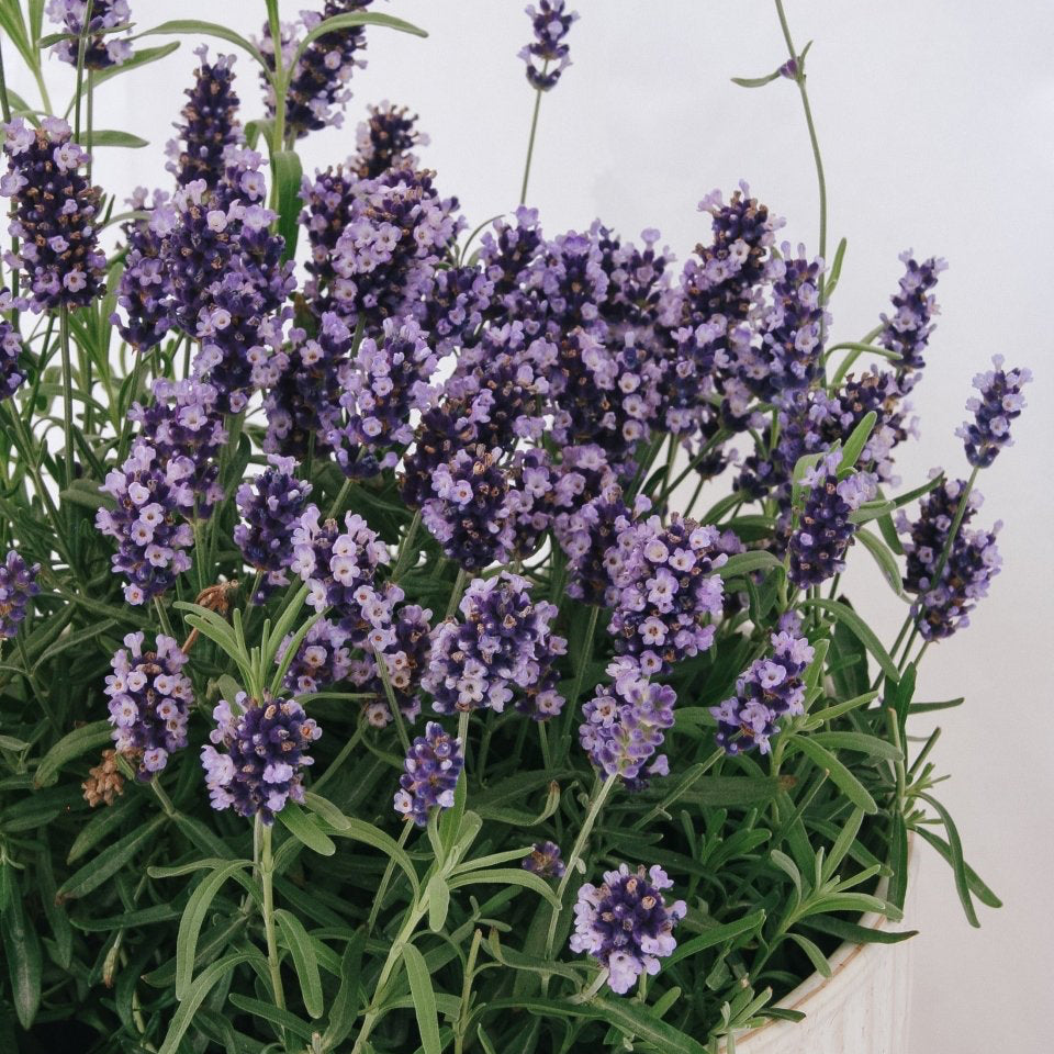 hidcote blue lavender plants Hidcote Blue Lavender – LandscapeDirect