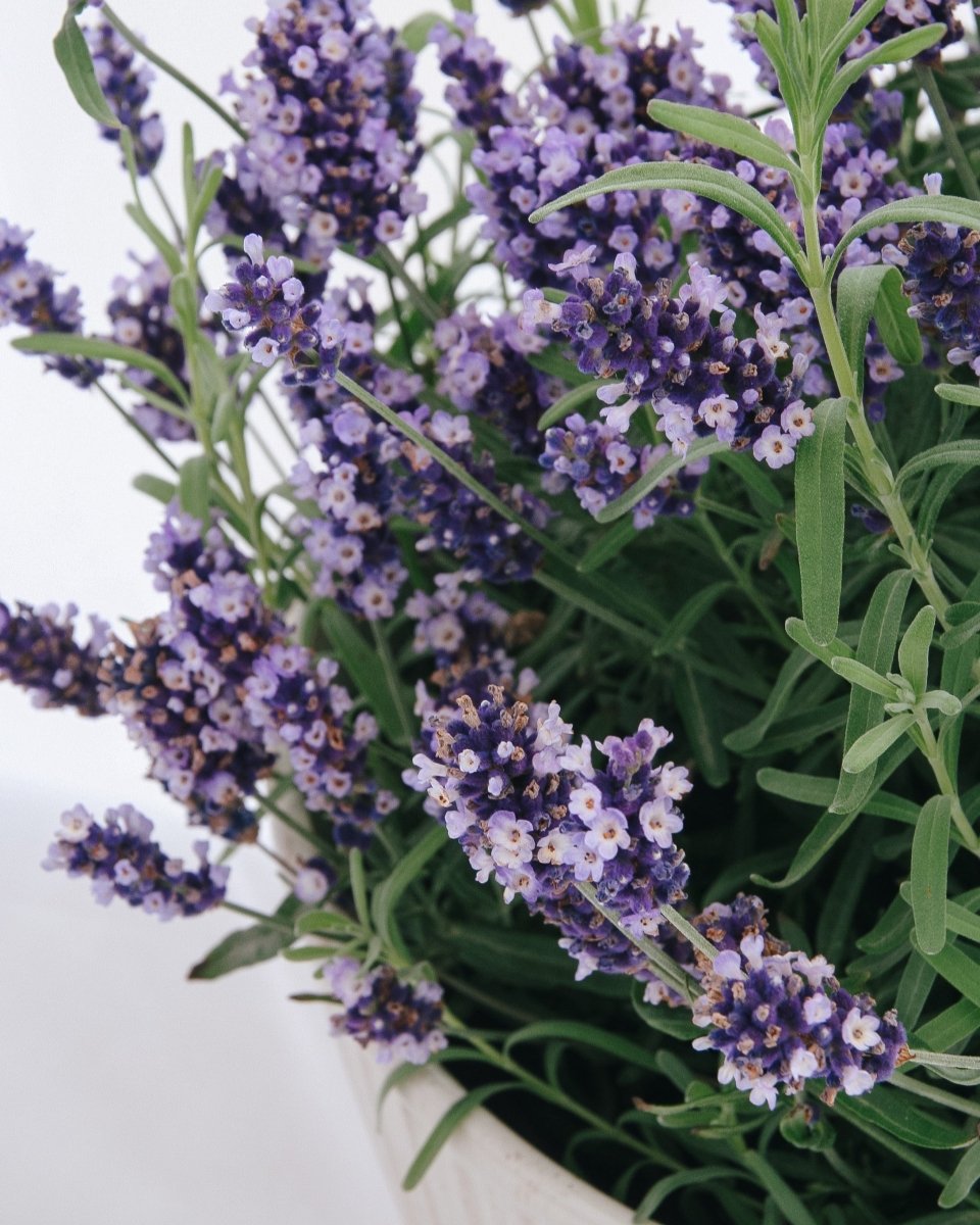 Hidcote Blue English Lavender - LandscapeDirect