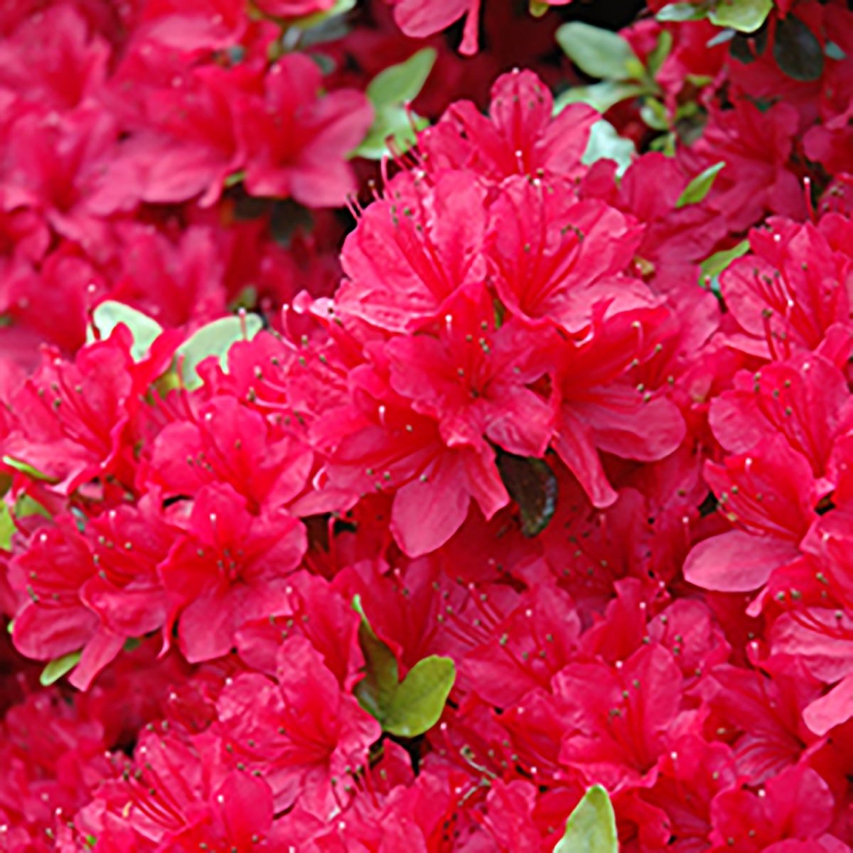 Hino Crimson Azalea - LandscapeDirect