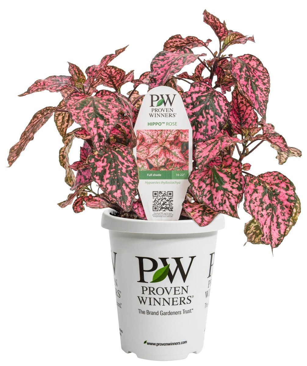 Hippo™ Rose Polka Dot Plant - LandscapeDirect