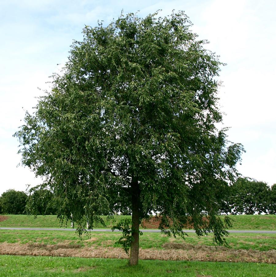 Homestead Elm - LandscapeDirect