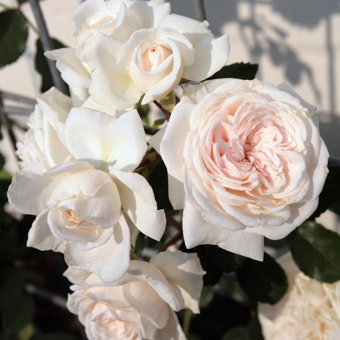 Honeymoon Arborose Rose - LandscapeDirect