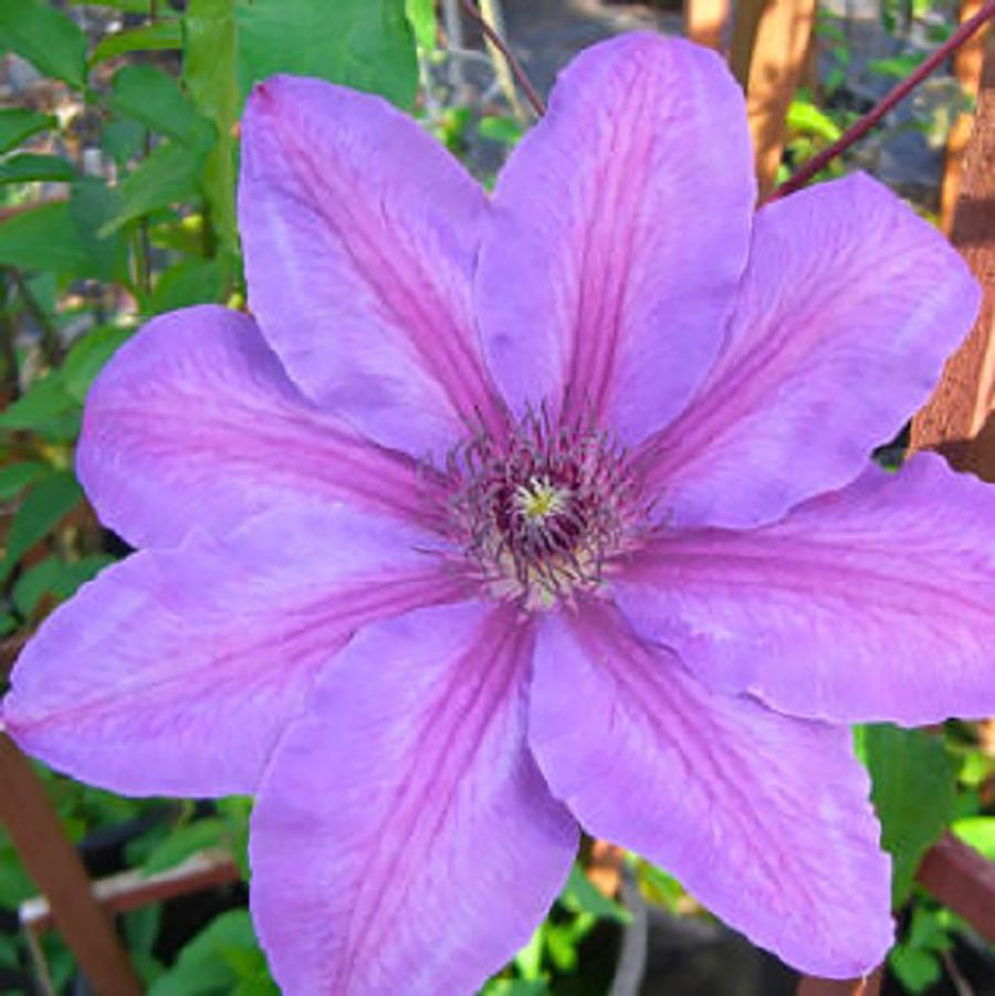 Horn of Plenty Clematis - LandscapeDirect