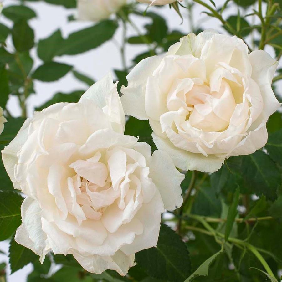 Icecap Rose - LandscapeDirect