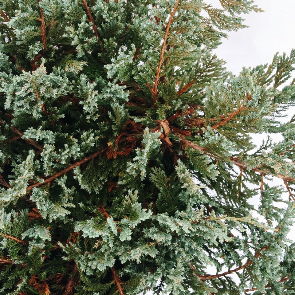 Icee Blue Creeping Juniper - LandscapeDirect