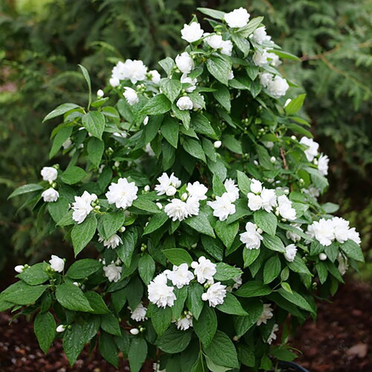 Illuminati Spice Mock Orange - LandscapeDirect