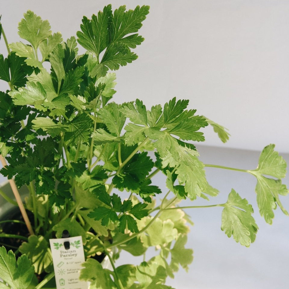 Italian Parsley - LandscapeDirect