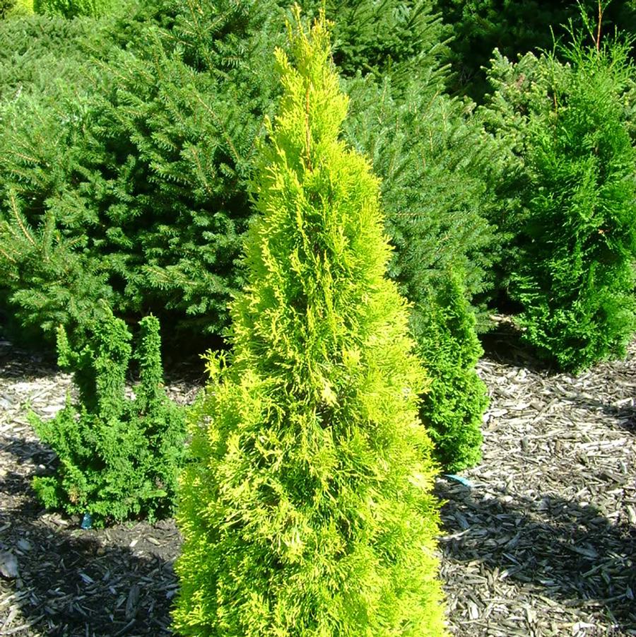 Jantar Arborvitae – LandscapeDirect