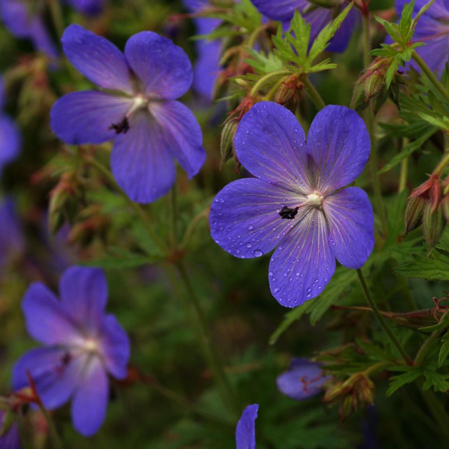 Johnson's Blue Geranium - LandscapeDirect