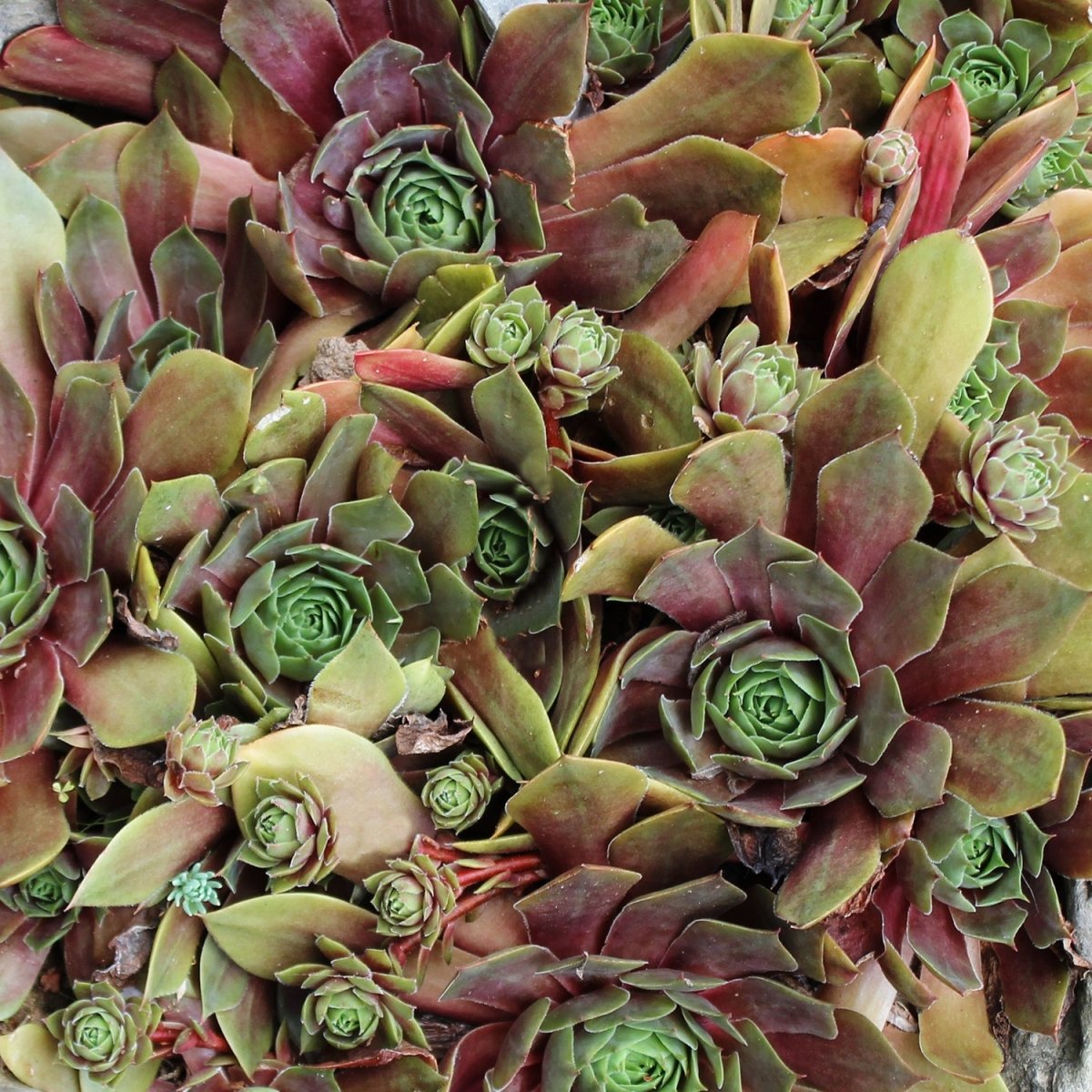 Kalinda Hens and Chicks - LandscapeDirect