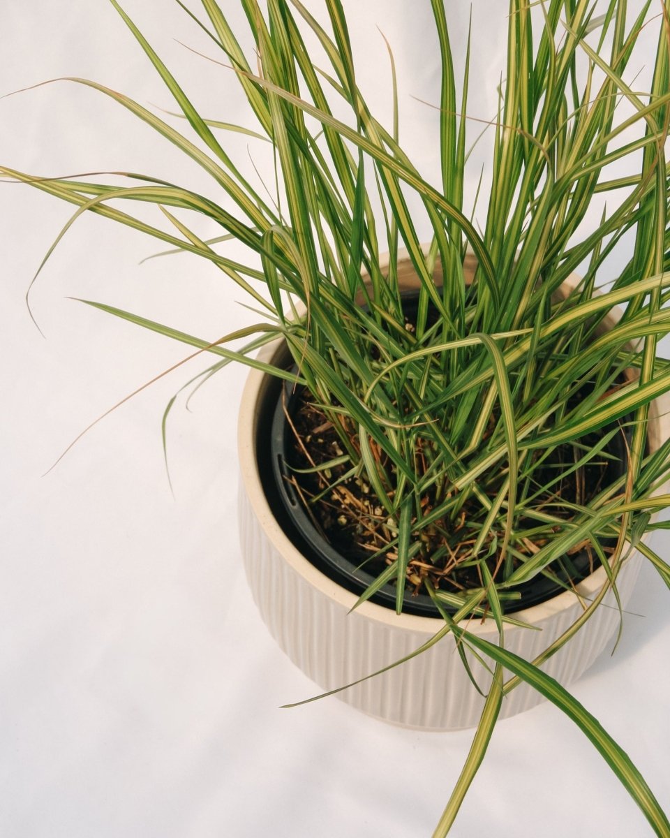 Karl Foerster Feather Reed Grass - LandscapeDirect