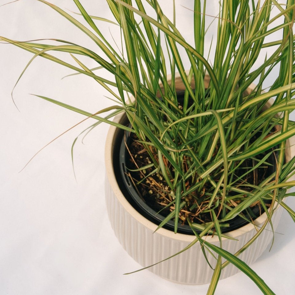 Karl Foerster Feather Reed Grass - LandscapeDirect