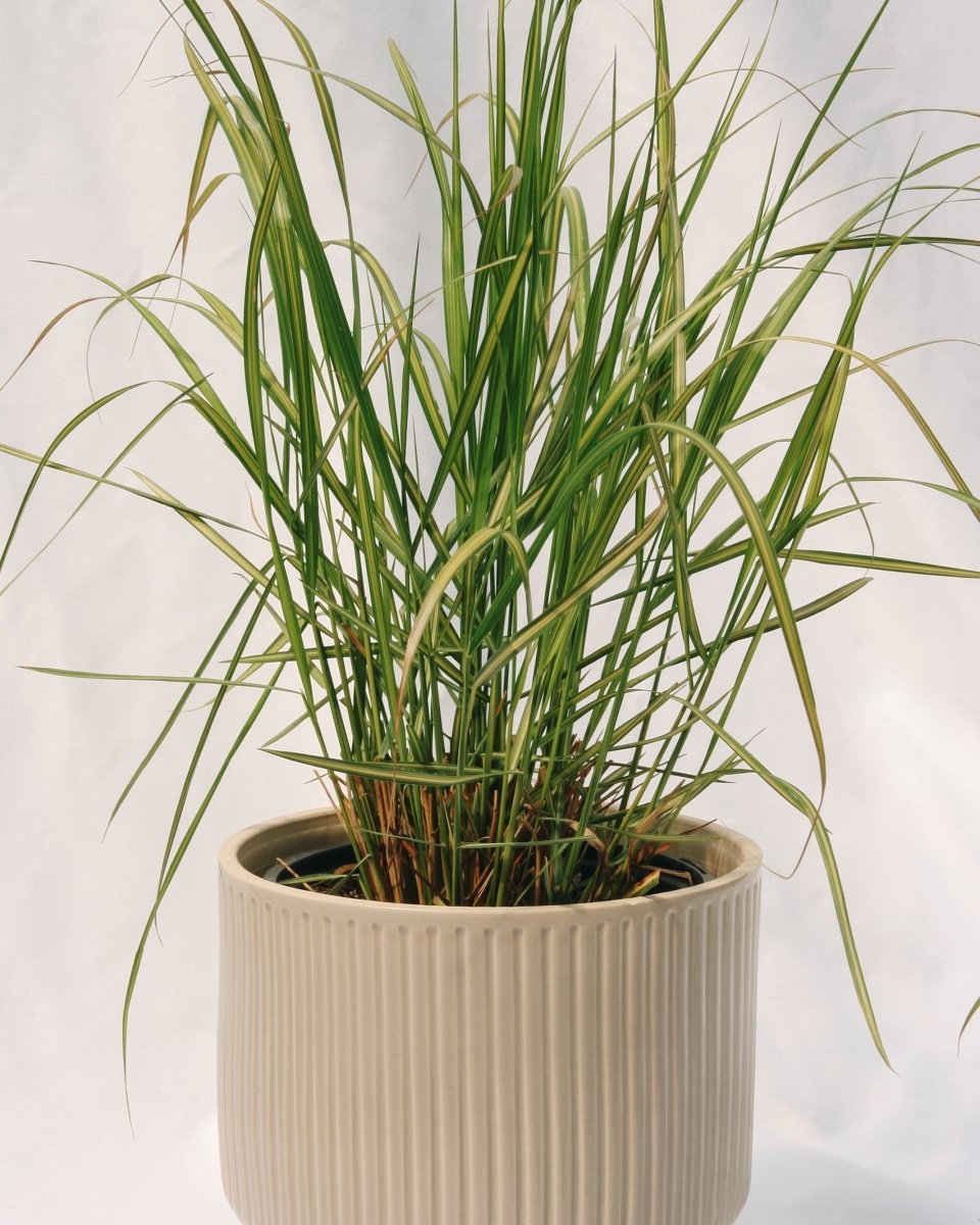 Karl Foerster Feather Reed Grass - LandscapeDirect