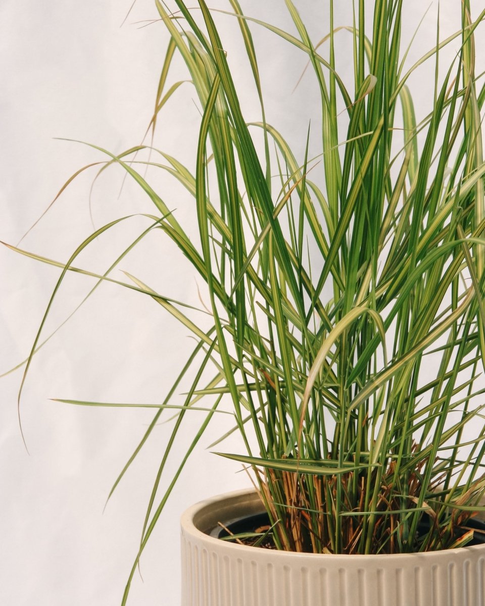 Karl Foerster Feather Reed Grass - LandscapeDirect