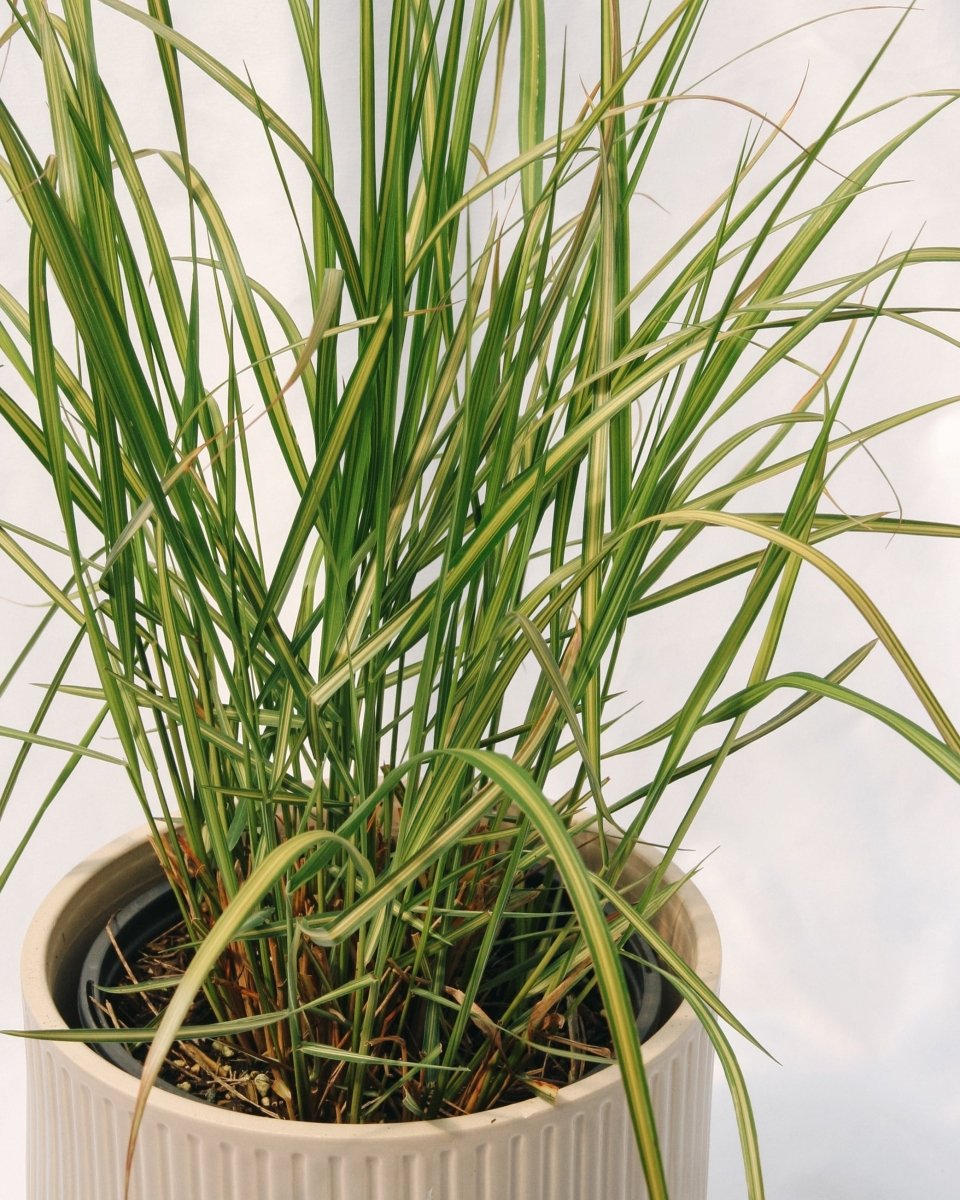 Karl Foerster Feather Reed Grass - LandscapeDirect