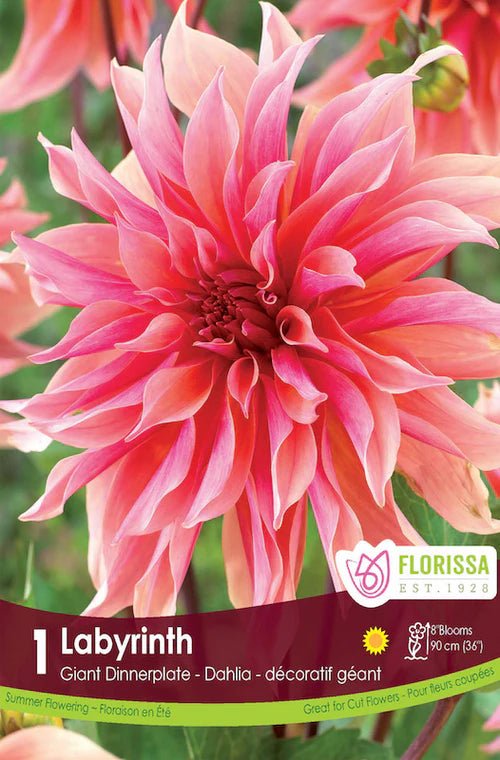 Labyrinth Dinnerplate Dahlia - LandscapeDirect