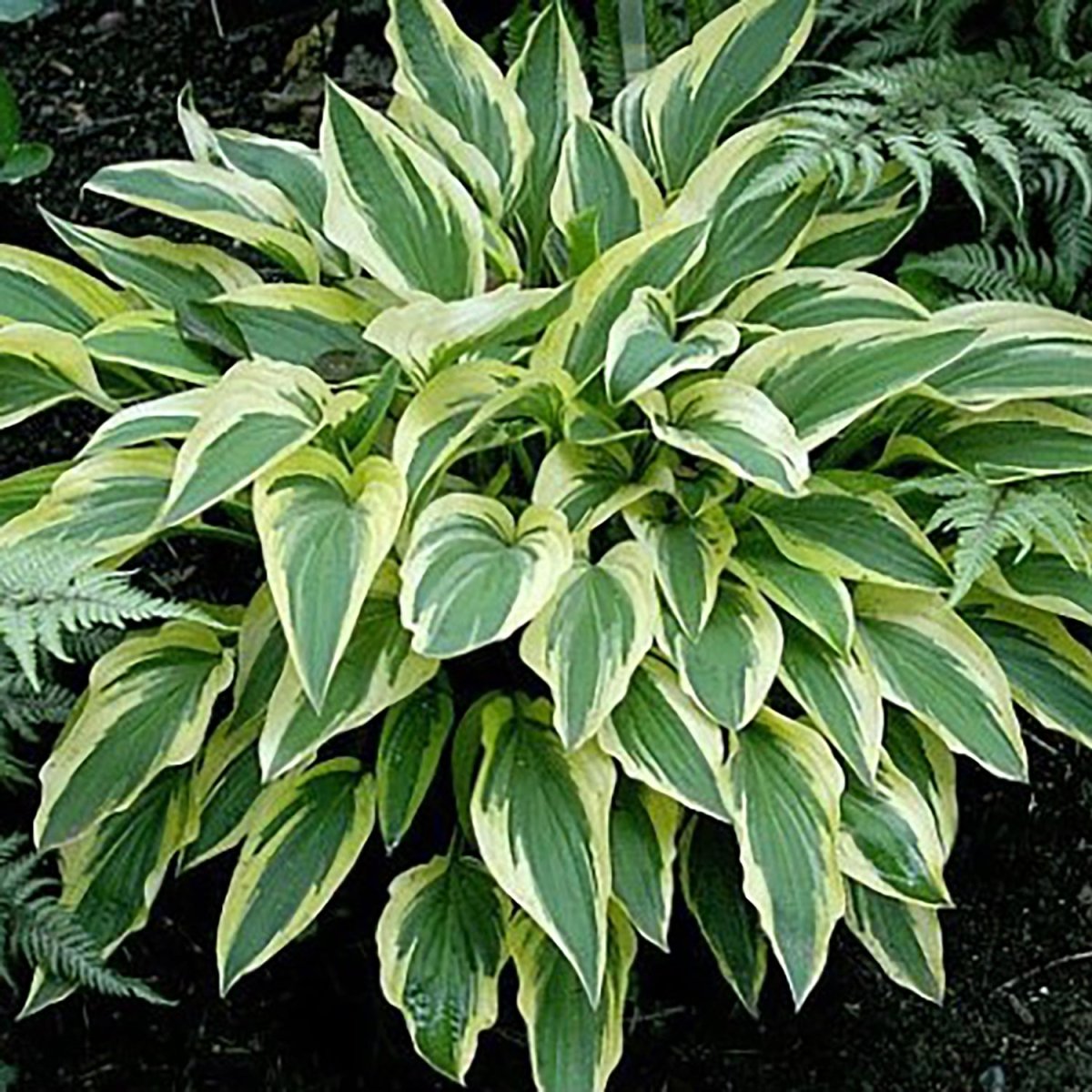 Lakeside Dragonfly Hosta - LandscapeDirect