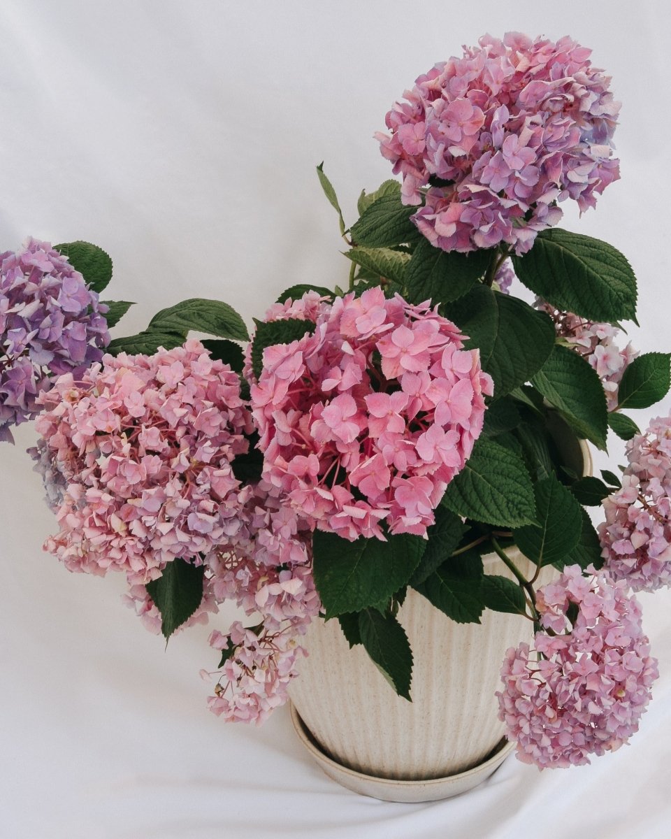 Let's Dance Sky View Reblooming Hydrangea - LandscapeDirect