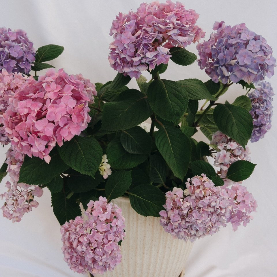 Let's Dance Sky View Reblooming Hydrangea – LandscapeDirect