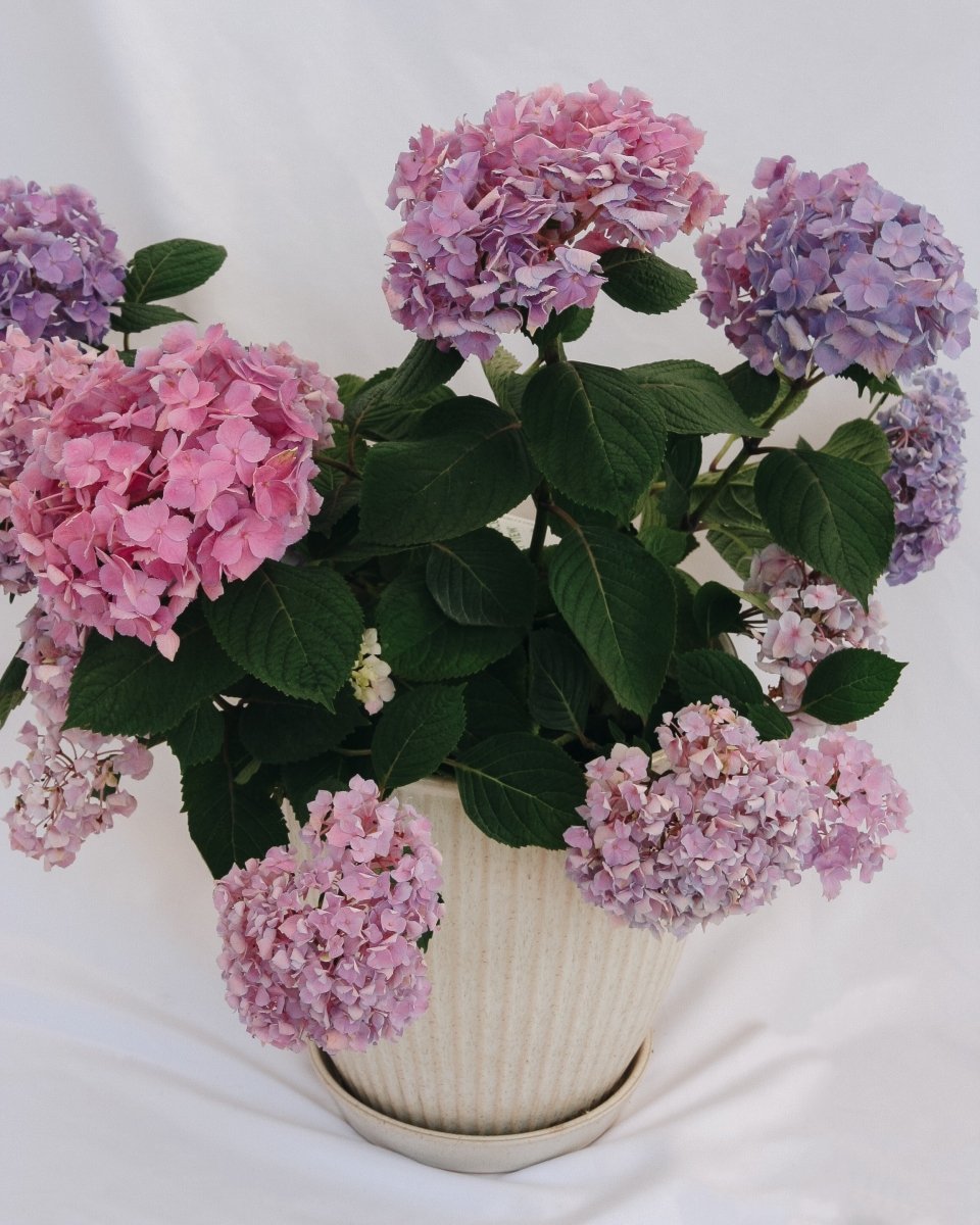 Let's Dance Sky View Reblooming Hydrangea - LandscapeDirect