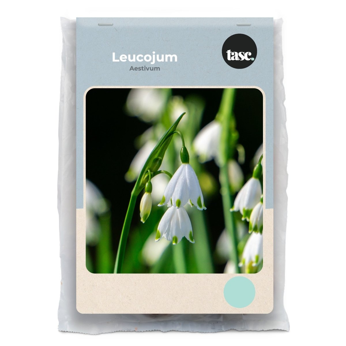 Leucojum Aestivum - LandscapeDirect