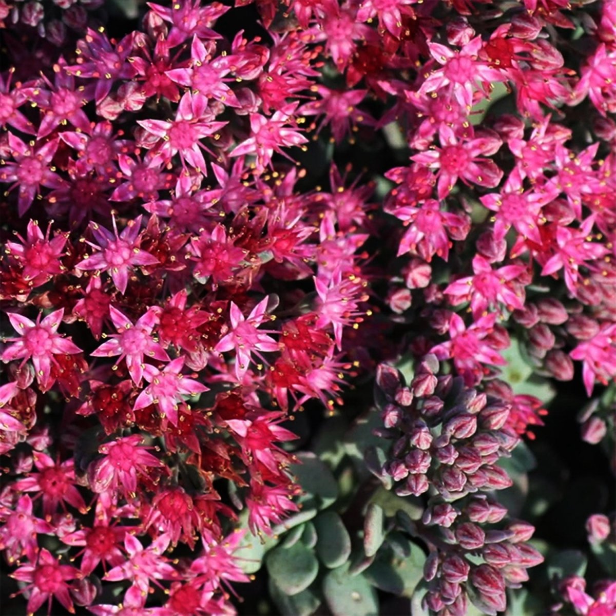Lidakense Stonecrop - LandscapeDirect