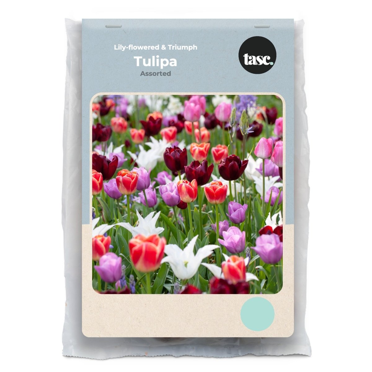 Lily-flowered & Triumph Assorted Tulip - LandscapeDirect