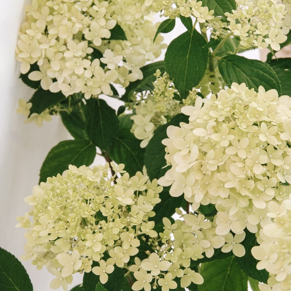 Limelight Prime Panicle Hydrangea – LandscapeDirect