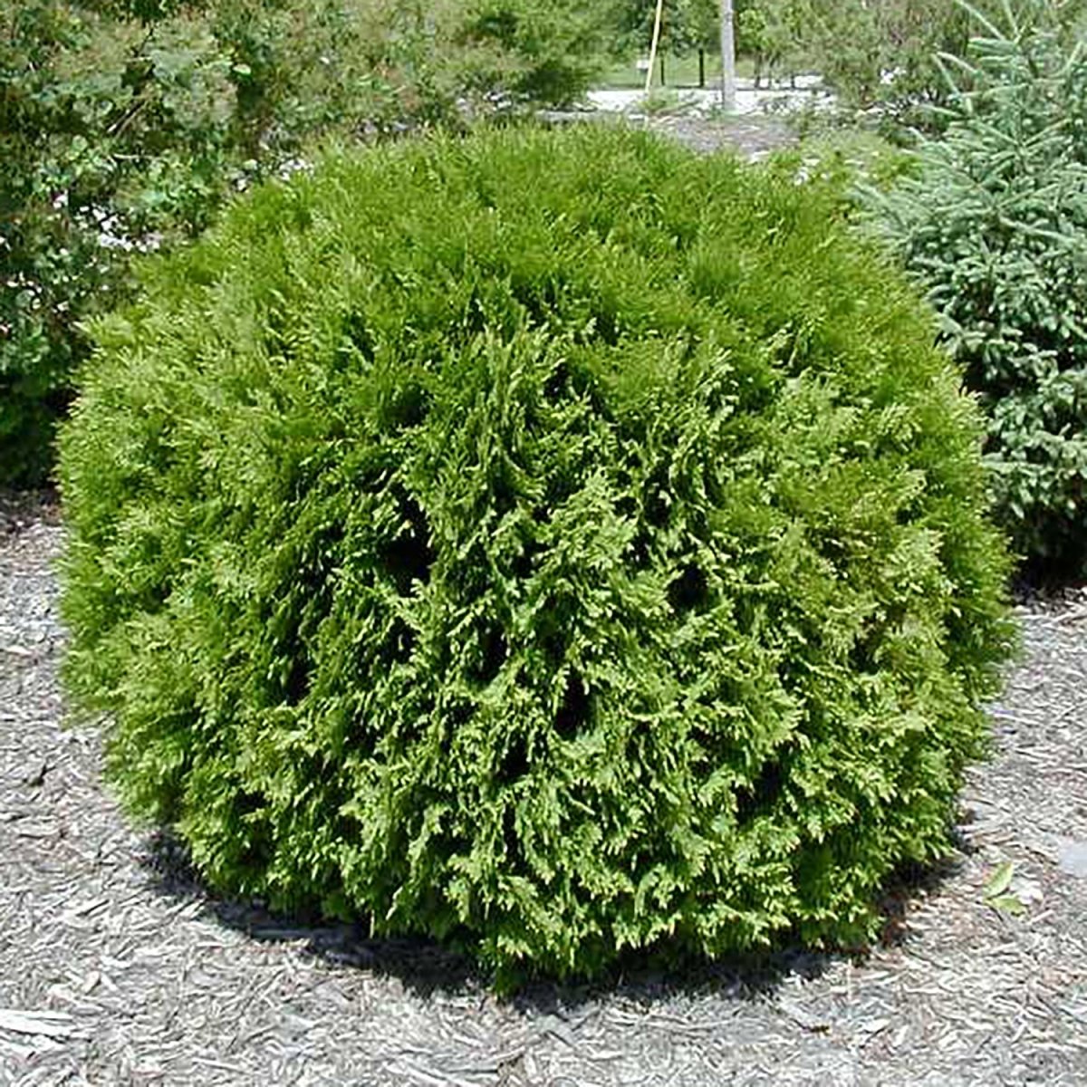 Little Giant Arborvitae – LandscapeDirect