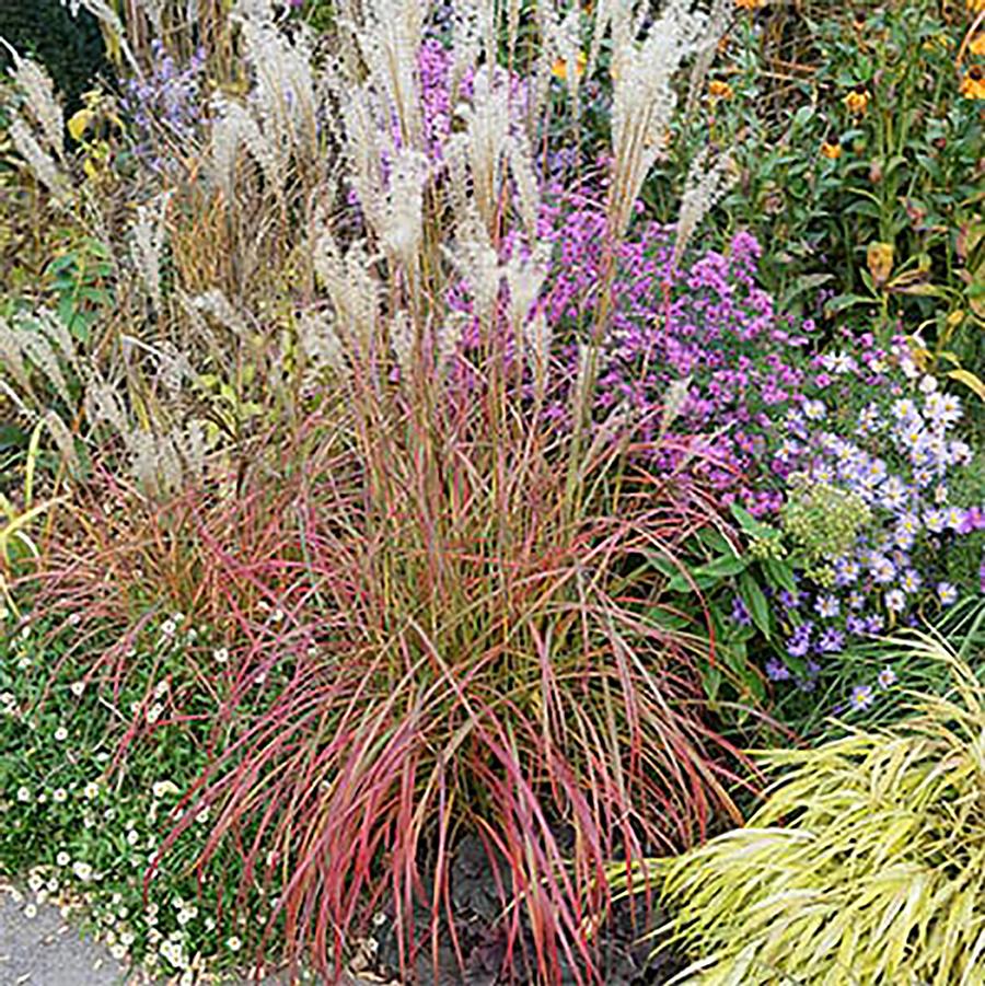 Little Miss Maiden Grass - LandscapeDirect