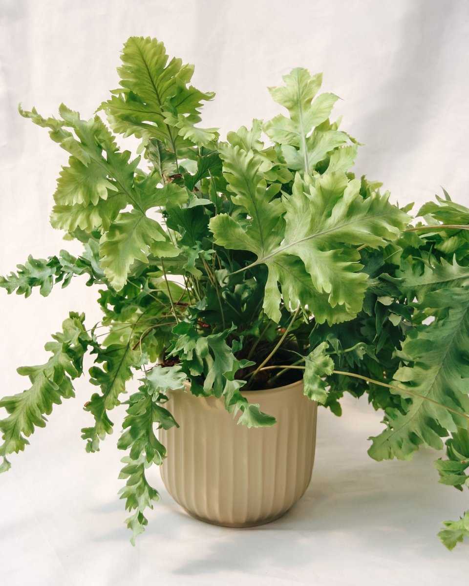 Living Lace® Davana Blue Star Fern – LandscapeDirect