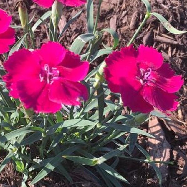 Mad Magenta Dianthus - LandscapeDirect