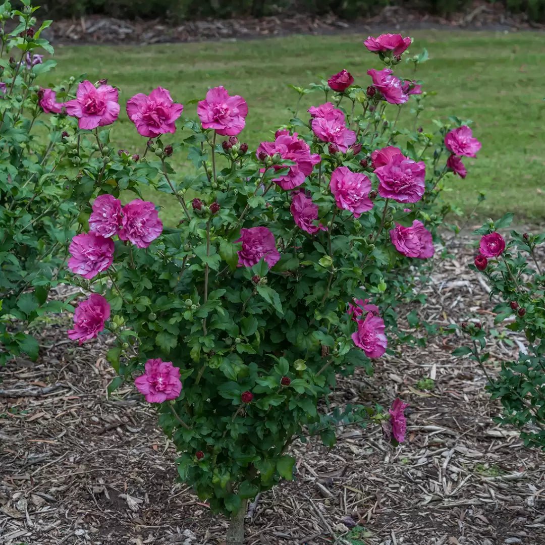 Magenta Chiffon Rose of Sharon - LandscapeDirect