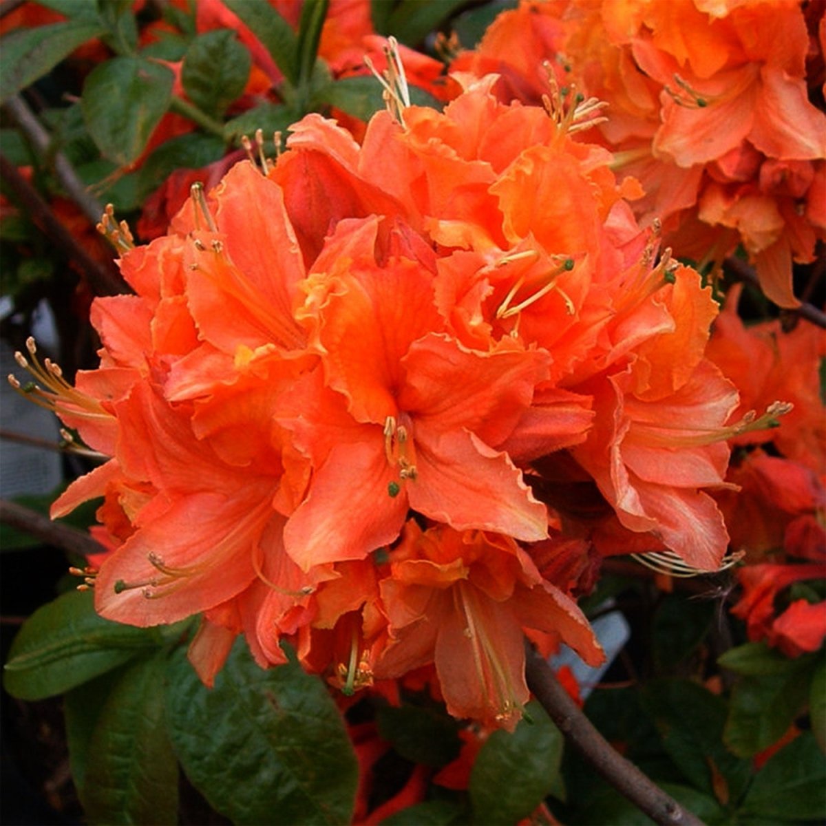 Mandarin Lights Azalea – LandscapeDirect