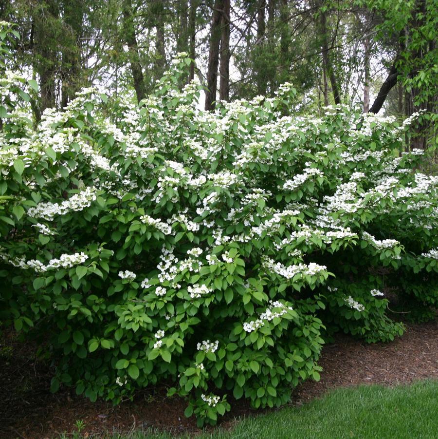 Mariesii Doublefile Viburnum - LandscapeDirect
