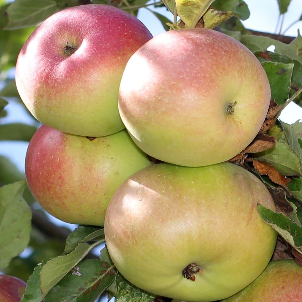 McIntosh Apple Tree - LandscapeDirect